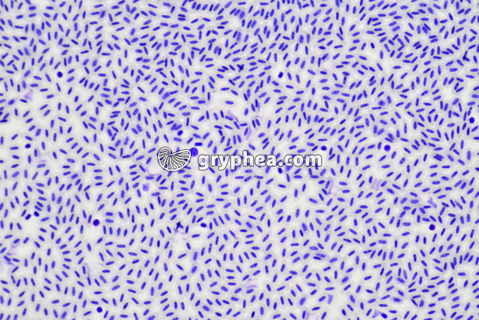 Sang d'Oiseau x100 - gryphea.org